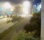 Security cameras capture bizarre tree thefts in Fortitude Valley, Brisbane