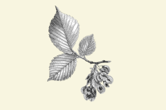 Slippery Elm