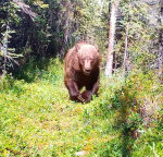 Grizzly bear charges past trail camera, revealing massive claws