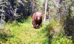Grizzly bear charges past trail camera, revealing massive claws