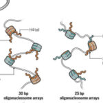 A vision of chromosome organization | Science