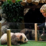 French first lady Brigitte Macron visits an old friend in China: A giant panda called Yuan Meng