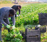 Donald Trump aims for tariffs on Indian rice — Will KRBL, LT Foods be impacted?