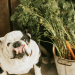 Do our pets need vegetables?