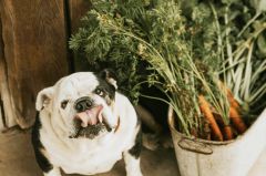 Do our pets need vegetables?