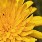Dandelion root for detoxification