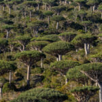 Are rainforests now a cause of, rather than the answer to, climate change?