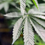 Alabama commission approves licenses for medical marijuana dispensaries as program eyes 2026 start