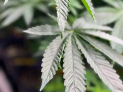 Alabama commission approves licenses for medical marijuana dispensaries as program eyes 2026 start