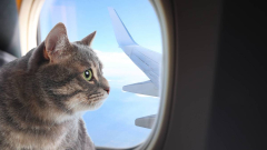 Rat on airline flight causes diversion, leaves passengers stranded