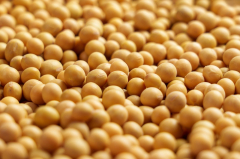 Soybeans Bouncing Off Midweek Lows