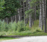 Italy debates whether ‘forest family’ can spend Christmas together