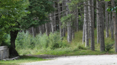 Italy debates whether ‘forest family’ can spend Christmas together