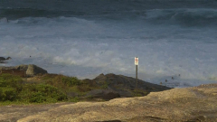 Police believe a body found off a NSW beach is that of a woman swept into the ocean