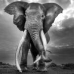 What Craig’s long life reveals about elephant conservation