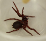 Deadly funnel web spider venom could save heart attack victims