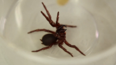 Deadly funnel web spider venom could save heart attack victims
