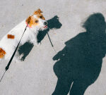 To Execute a Unified Strategy, Leaders Need to Shadow Each Other