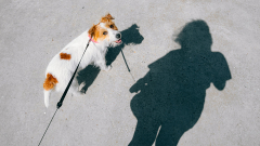 To Execute a Unified Strategy, Leaders Need to Shadow Each Other