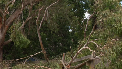 Elderly man killed by falling tree while watching cricket at Gracedale Park in Melbourne’s Ringwood East
