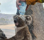 Victoria fires: Firefighter pours water on koala struggling in heat