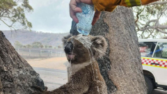 Victoria fires: Firefighter pours water on koala struggling in heat