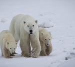 Polar bear mother adopts cub in rarely documented case