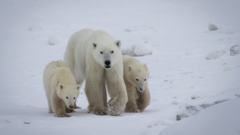 Polar bear mother adopts cub in rarely documented case