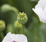 Warning after toxic poppy pods pinched from legal crop between Tunbridge and Campbell Town in Tasmania