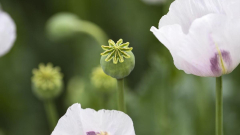 Warning after toxic poppy pods pinched from legal crop between Tunbridge and Campbell Town in Tasmania