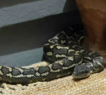 Brisbane woman wakes to find massive python curled up on top of her