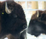 Bison returning to parts of North America