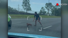 Runaway sausage dog reunited with family after causing traffic chaos on Queensland’s M1 motorway