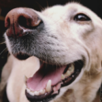 Safely using turmeric