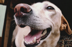 Safely using turmeric