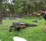 Brave zookeepers save Ivan, Australia’s largest American alligator, from fatal blockage