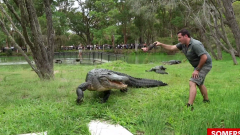 Brave zookeepers save Ivan, Australia’s largest American alligator, from fatal blockage