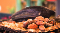 Cocoa Prices Rebound as West African Producers Hold Back Supplies
