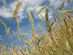 Wheat Gives Back Friday’s Gains on Monday