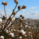 Cotton Pulls Off Early Gains to Close Mixed