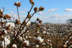 Cotton Pulls Off Early Gains to Close Mixed