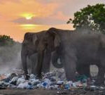 Three arrested for allegedly burning wild elephant in Sri Lanka