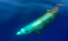 Eavesdropping on Beaked Whales Reveals the Secrets of Their Deepwater Lives