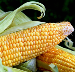 The Forgotten Epidemic Born Out of Poverty