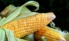 The Forgotten Epidemic Born Out of Poverty