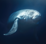 How Researchers Are Tracking the Elusive Amazon Manatee