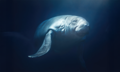 How Researchers Are Tracking the Elusive Amazon Manatee