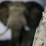 New technologies stepping up the fight against wildlife trafficking