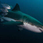 Critical shark and ray habitats in Western Indian Ocean largely unprotected: Study