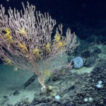 Trump ends Obama-era restrictions on commercial fishing in protected area